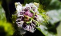 Blooming Passiflora foetida flower or Bush passion fruit delicate closeup of inflorescence. Royalty Free Stock Photo