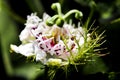 Blooming Passiflora foetida flower or Bush passion fruit delicate closeup of inflorescence. Royalty Free Stock Photo