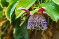 Blooming passion flower with red bloom - passiflora - on green leaves. Passiflora, known also as the passion flowers or passion Royalty Free Stock Photo