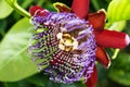 Blooming passion flower - passiflora - on green leaves, Orotava, Tenerife, Spain Royalty Free Stock Photo