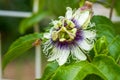 A blooming passion fruit flower with a bee picking nectar Royalty Free Stock Photo