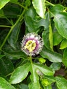 a blooming passionflower on a passion fruit tree Royalty Free Stock Photo