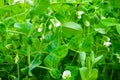 Blooming pea Royalty Free Stock Photo