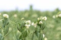 Blooming pea, field of young shoots and white flowers Royalty Free Stock Photo