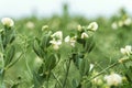 Blooming pea, field of young shoots and white flowers Royalty Free Stock Photo