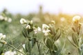 Blooming pea, field of young shoots and white flowers Royalty Free Stock Photo