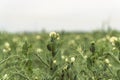 Blooming pea, field of young shoots and white flowers Royalty Free Stock Photo