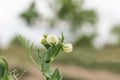 Blooming pea, field of young shoots and white flowers Royalty Free Stock Photo