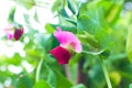 Blooming pea Pisum bush with pink flowers Royalty Free Stock Photo