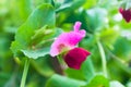 Blooming pea Pisum bush with pink flowers Royalty Free Stock Photo