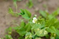 Blooming pea plant on a garden bed Royalty Free Stock Photo