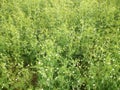 Blooming pea plants with flowers - Stock Photo Royalty Free Stock Photo