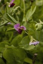 Blooming pea plants Royalty Free Stock Photo