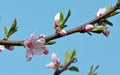 Blooming peach branch