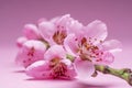 Blooming peach branch on pink background. Symbol of life beginning and the awakening of nature