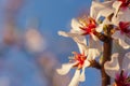 Blooming peach branches against a blue sky. Beautiful spring flower background Royalty Free Stock Photo