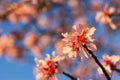 Blooming peach branches against a blue sky. Beautiful spring flower background Royalty Free Stock Photo