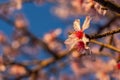 Blooming peach branches against a blue sky. Beautiful spring flower background Royalty Free Stock Photo