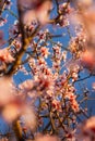 Blooming peach branches against the blue sky. Beautiful spring pink background Royalty Free Stock Photo