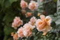 Blooming peach colored roses