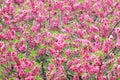 Blooming peach flower in close Royalty Free Stock Photo