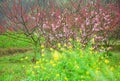 The blooming peach flower in spring Royalty Free Stock Photo