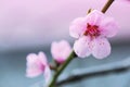 Blooming peach flower in spring time close up view Royalty Free Stock Photo