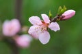 Blooming peach flower in spring time close up view Royalty Free Stock Photo