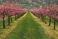 Blooming peach trees