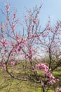 blooming peach orchard Royalty Free Stock Photo
