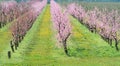 Blooming peach orchard Royalty Free Stock Photo