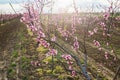 Blooming peach orchard Royalty Free Stock Photo