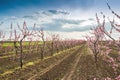 Blooming peach orchard Royalty Free Stock Photo