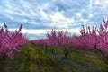 Blooming peach orchard at sunset. Trees with pink flowers in rows in  garden. Royalty Free Stock Photo