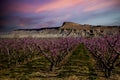 Blooming peach orchards in Palisade Colorado in Spring