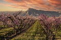 Blooming peach orchards in Palisade Colorado in Spring