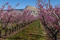 Blooming peach orchards in Palisade Colorado in Spring