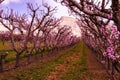 Blooming Peach Orchards in Palisades CO