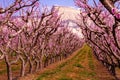 Blooming Peach Orchards in Palisades CO