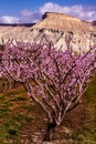 Blooming Peach Orchards in Palisades CO