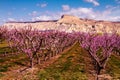 Blooming Peach Orchards in Palisades CO