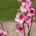 Blooming peach tree, Malum persicum, in spring Royalty Free Stock Photo