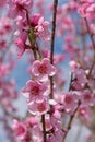 Blooming peach tree, Malum persicum, in spring Royalty Free Stock Photo