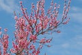 Blooming peach tree, Malum persicum, in spring Royalty Free Stock Photo