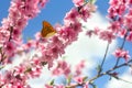 Blooming peach tree, pink flowers on twig in garden in a spring day with orange butterfly on blur background blue sky