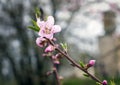 Blooming peach tree in spring Royalty Free Stock Photo