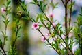 Blooming peach tree spring Royalty Free Stock Photo