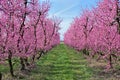 Blooming peach tree