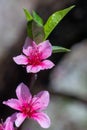 Closeup to Blossoming garden of peach trees Royalty Free Stock Photo