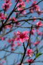 Closeup to Blossoming garden of peach trees Royalty Free Stock Photo